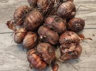 Grajewo ogłoszenia: ---Sprzedam cebulki  kwiatów   mieczyków
w kolorze rose suprem... - zdjęcie